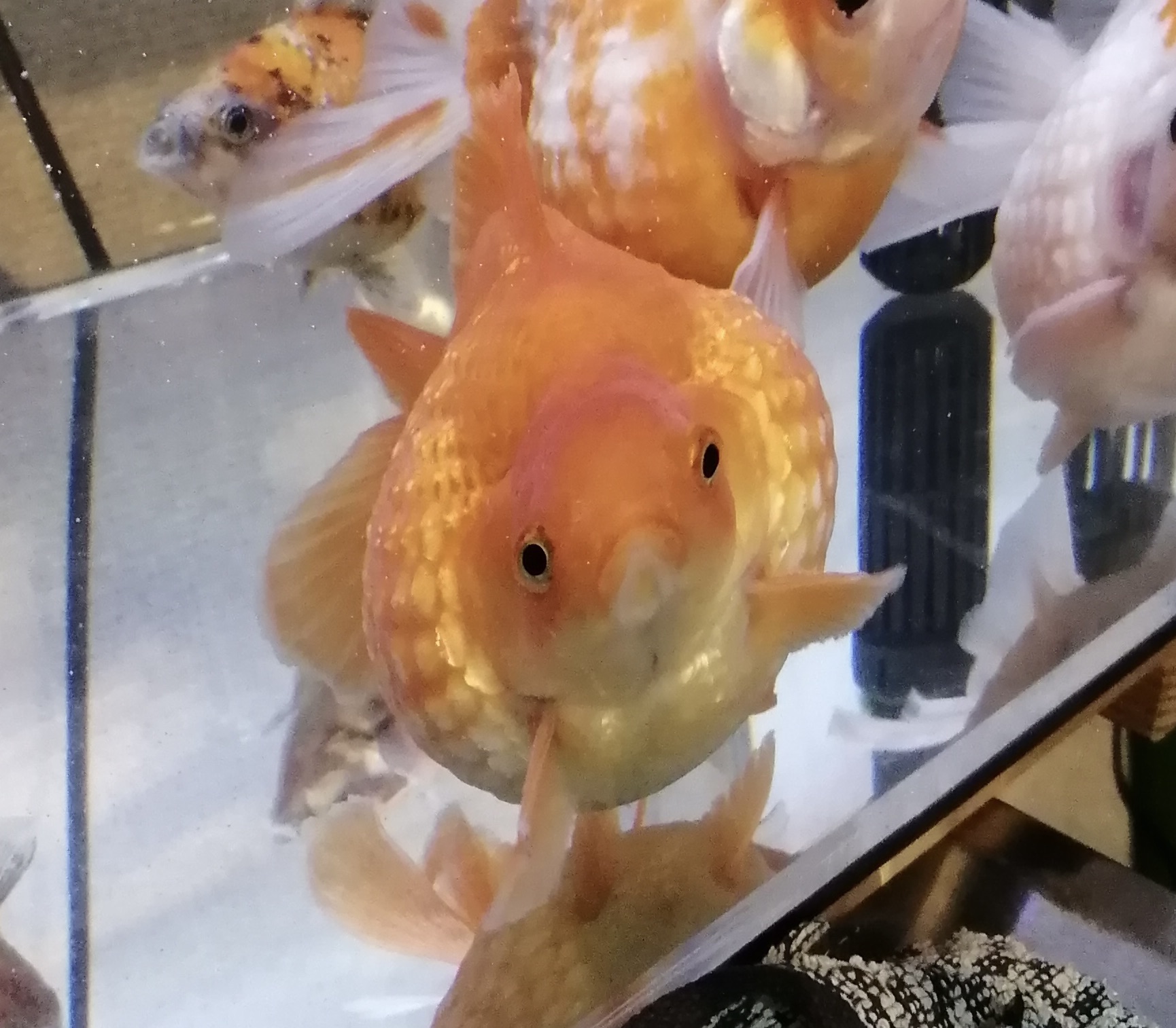 会社の金魚ピンポンパールのクロちゃん